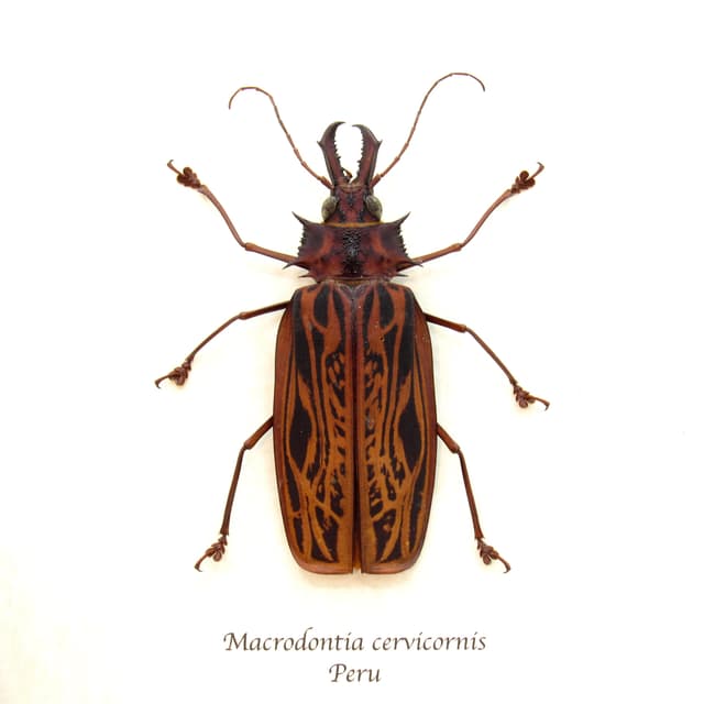 Real GIANT beetle framed taxidermy - Macrodontia cervicornis - female