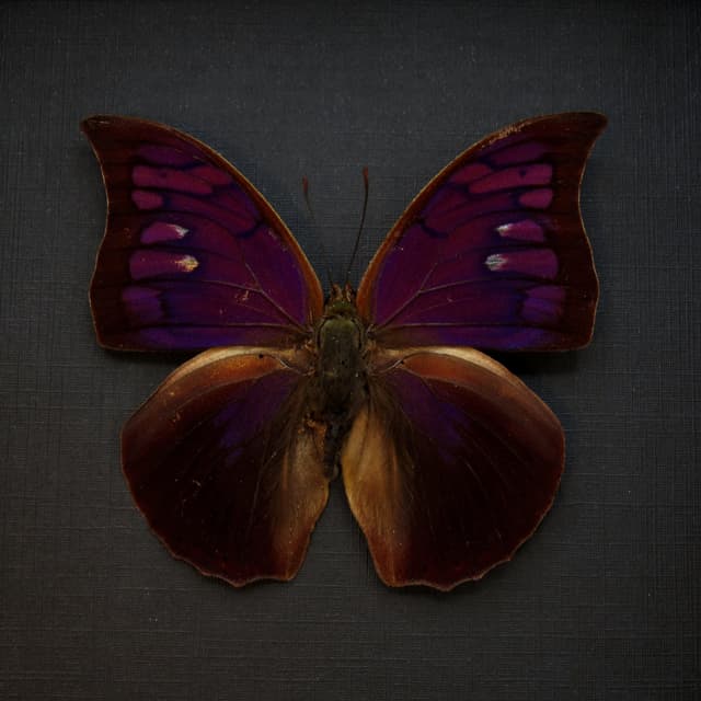 Rare purple butterfly framed taxidermy - Anaea tyrianthina