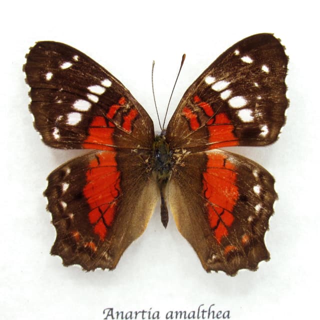 Real red framed butterfly taxidermy - Anartia amalthea