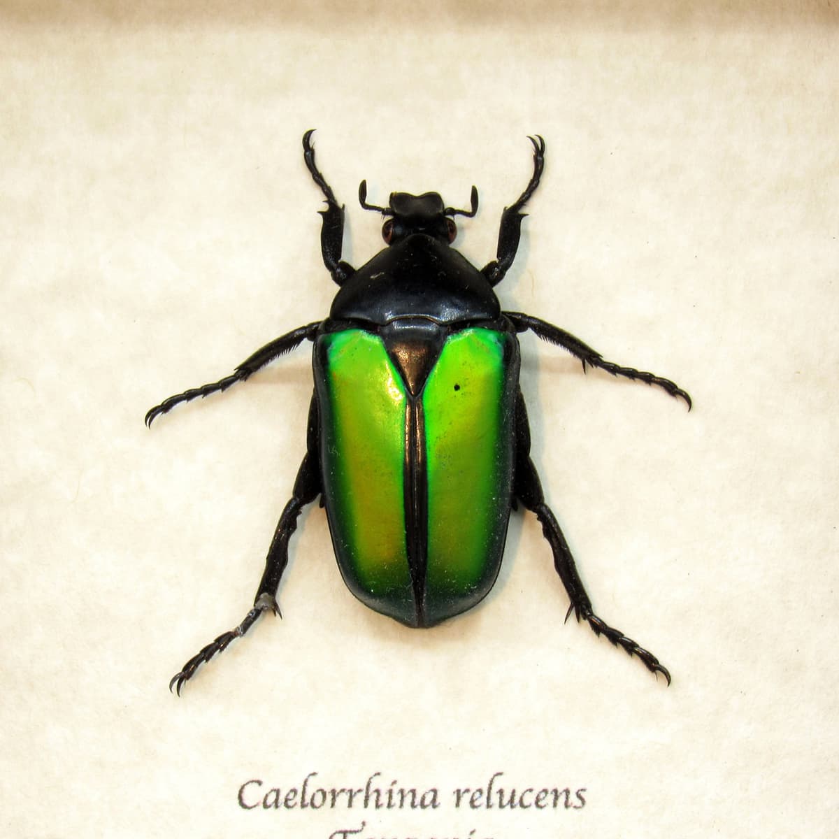 Real green Scarab beetle framed taxidermy - Caelorrhina relucens