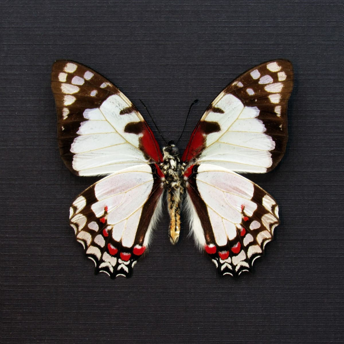 Real red and pale pink butterfly framed taxidermy - Graphium endochus