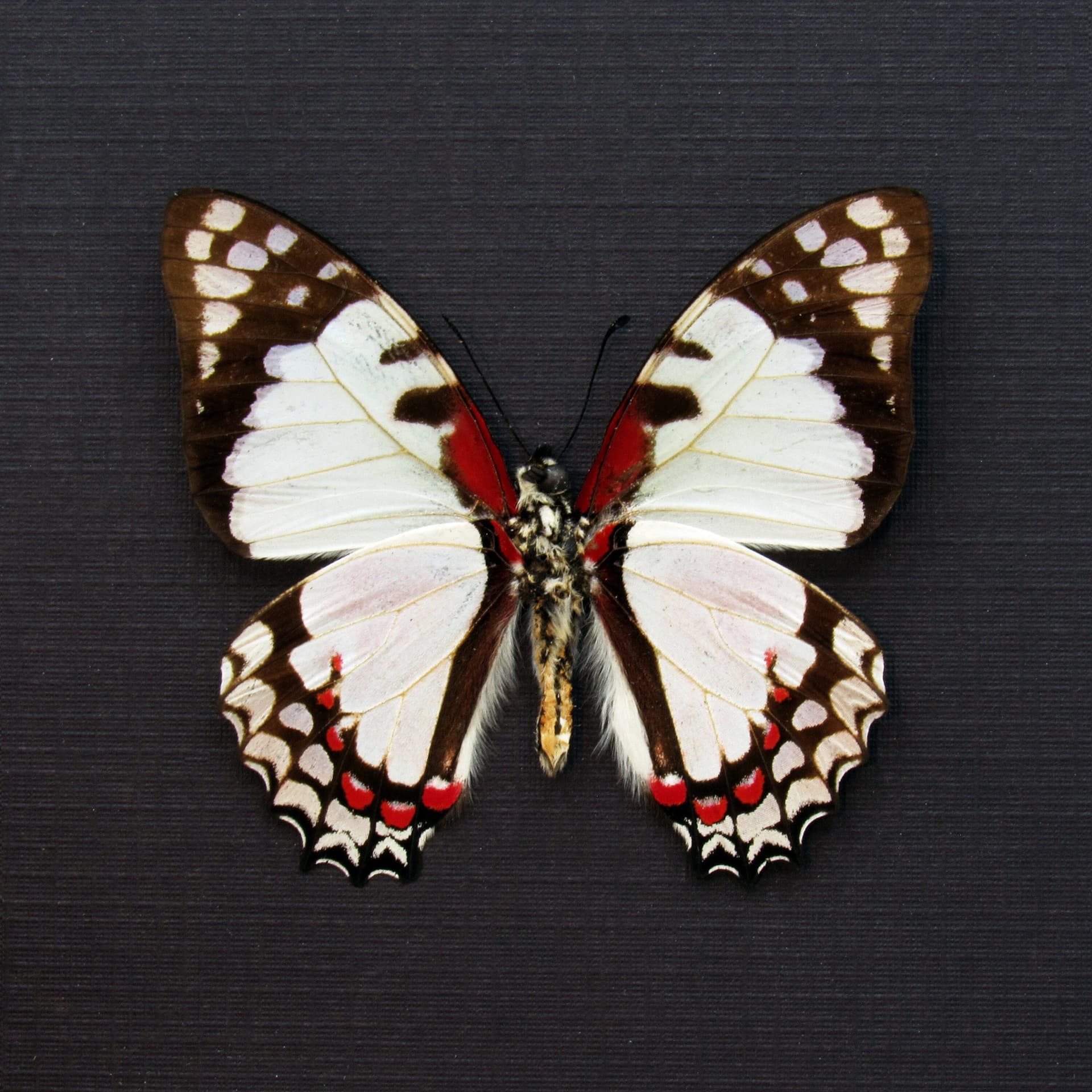 Real red and pale pink butterfly framed taxidermy - Graphium endochus