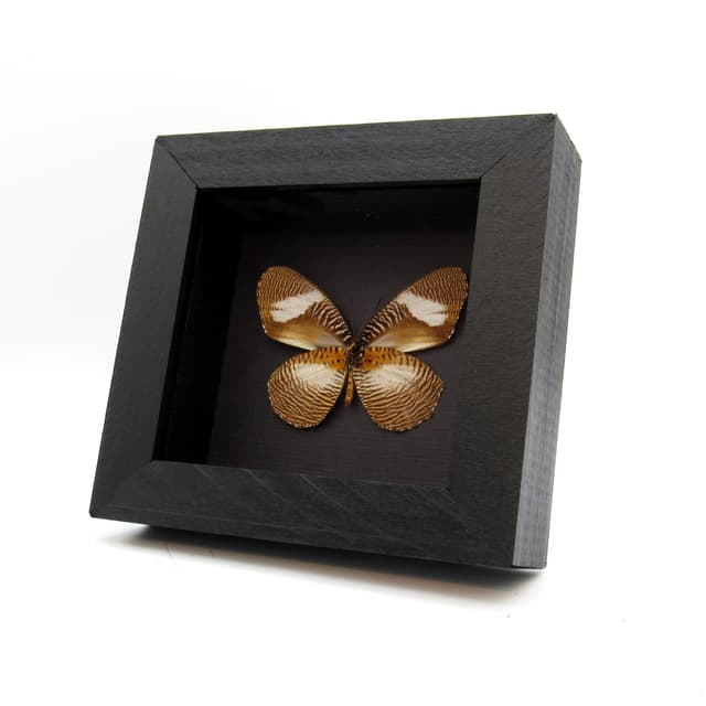 Real framed taxidermy butterfly - Elymniopsis bammakoo