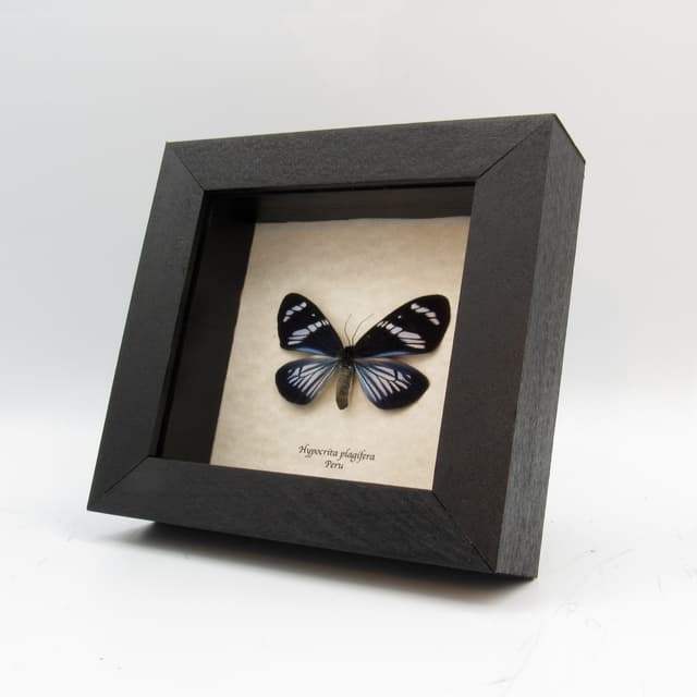 Real metallic framed taxidermy moth - Hypocrita plagifera