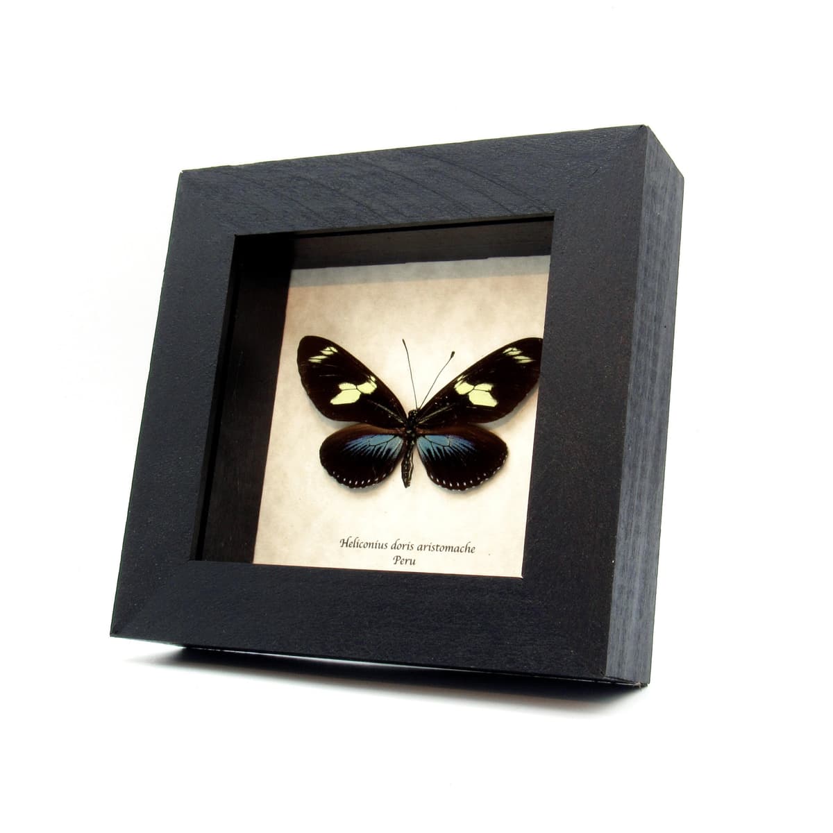 Real blue longwing framed taxidermy butterfly - Heliconius doris aristomache