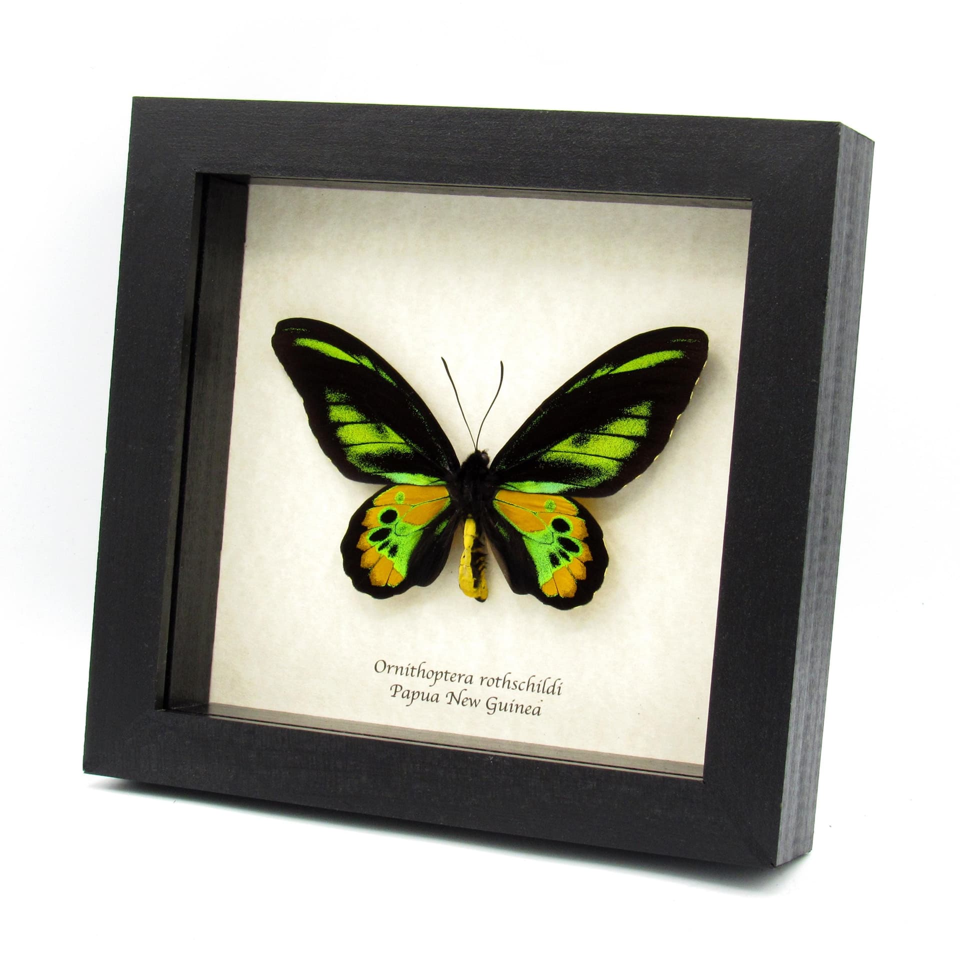Real Golden Birdwing butterfly framed taxidermy - Ornithoptera rothschildi
