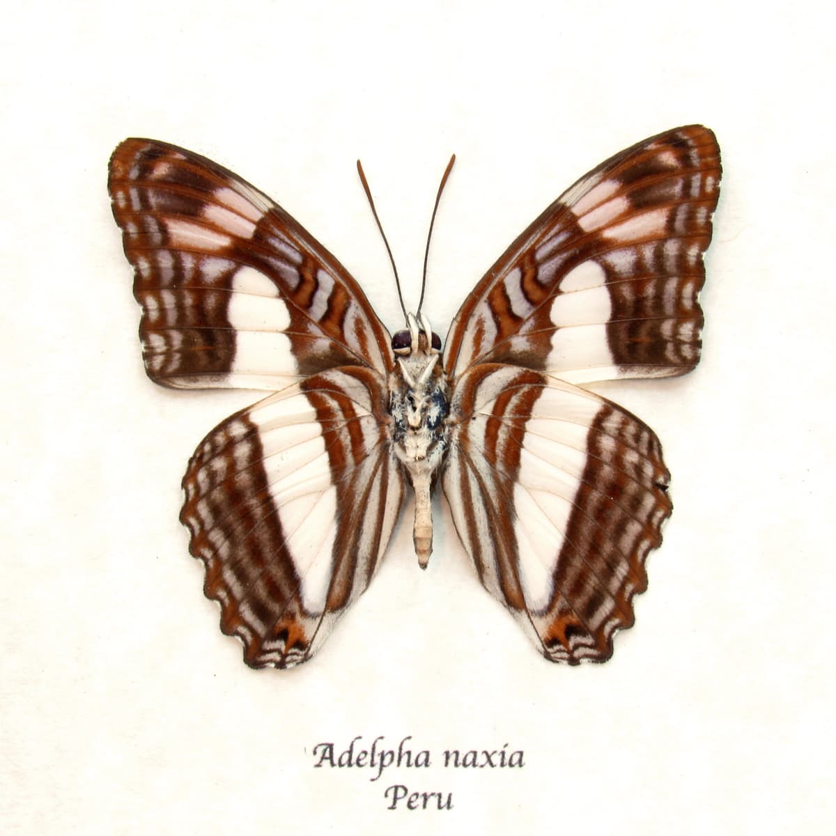 Real lavender Naxia Sister butterfly framed taxidermy - Adelpha naxia