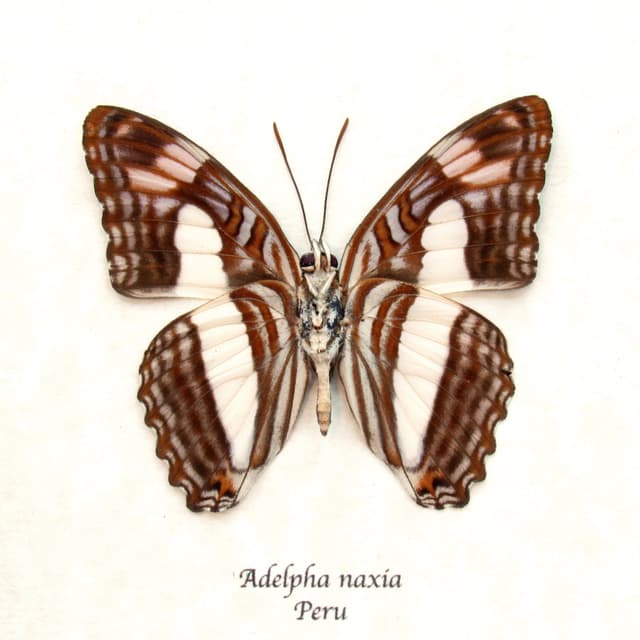 Real lavender Naxia Sister butterfly framed taxidermy - Adelpha naxia