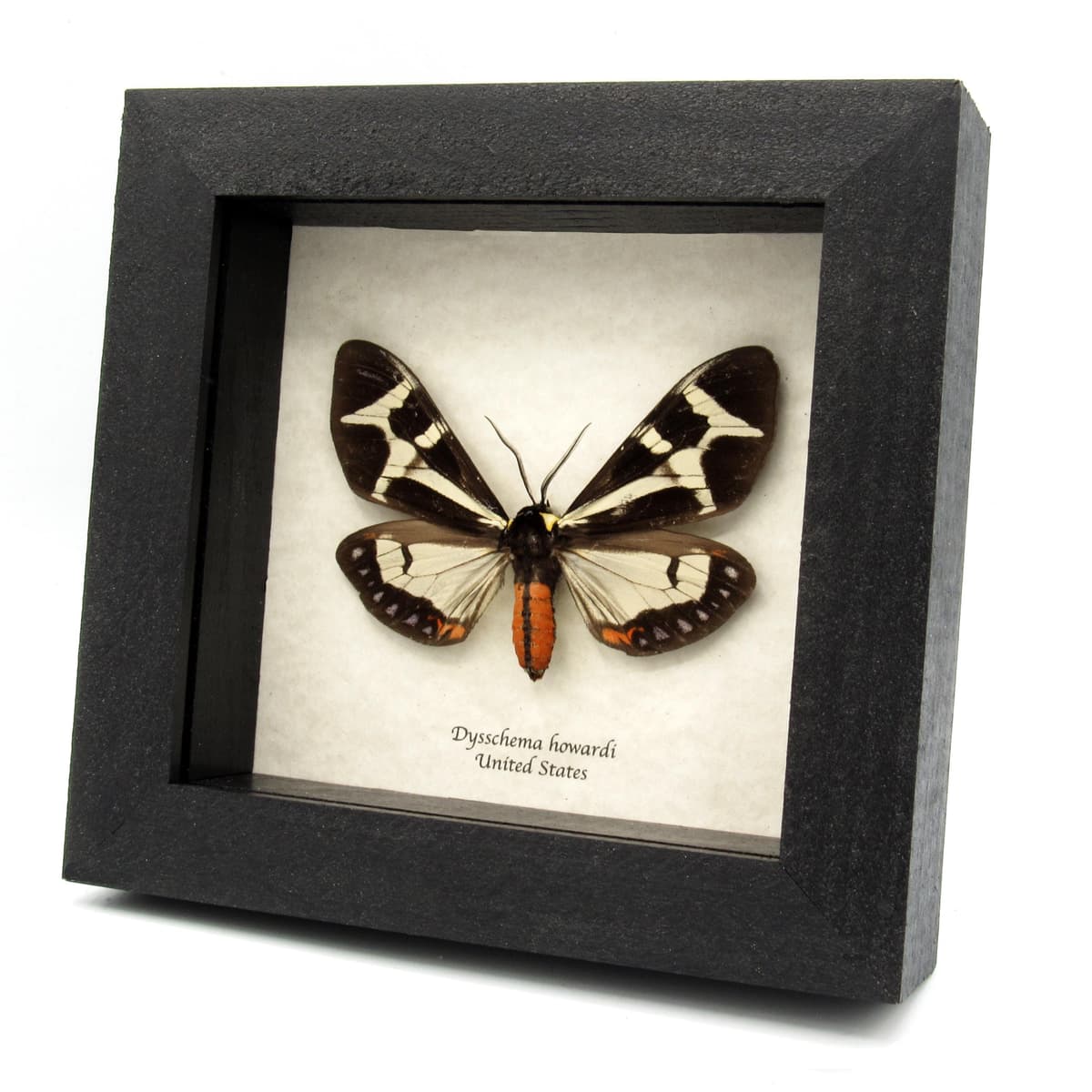 Real Northern Giant Flag moth framed taxidermy - Dysschema howardi