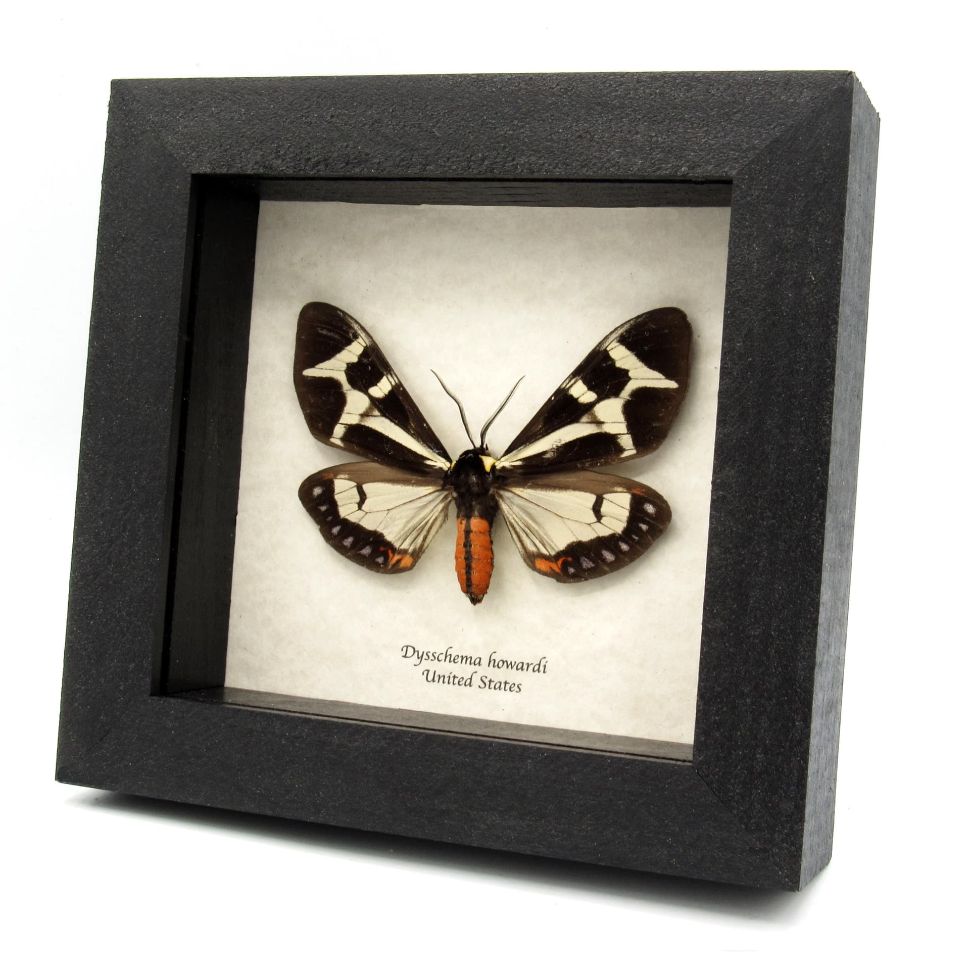 Real Northern Giant Flag moth framed taxidermy - Dysschema howardi