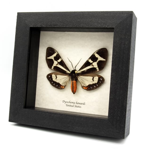 Real Northern Giant Flag moth framed taxidermy - Dysschema howardi