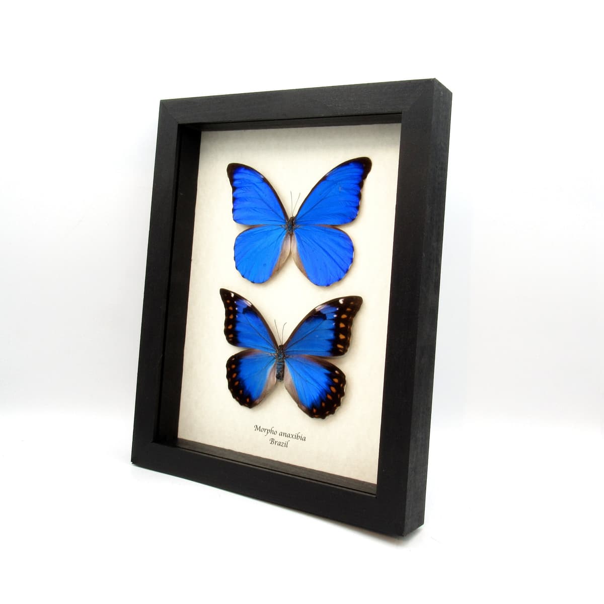 Very rare blue Morpho butterflies framed taxidermy - Morpho anaxibia - male and female pair