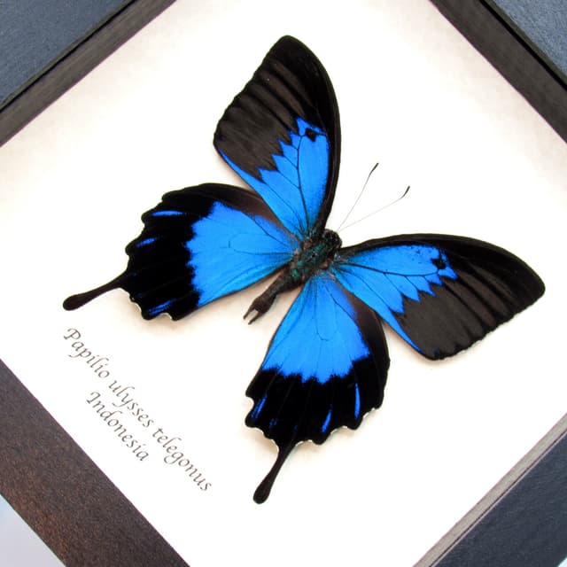 Real metallic blue butterfly framed taxidermy - Papilio ulysses telegonus