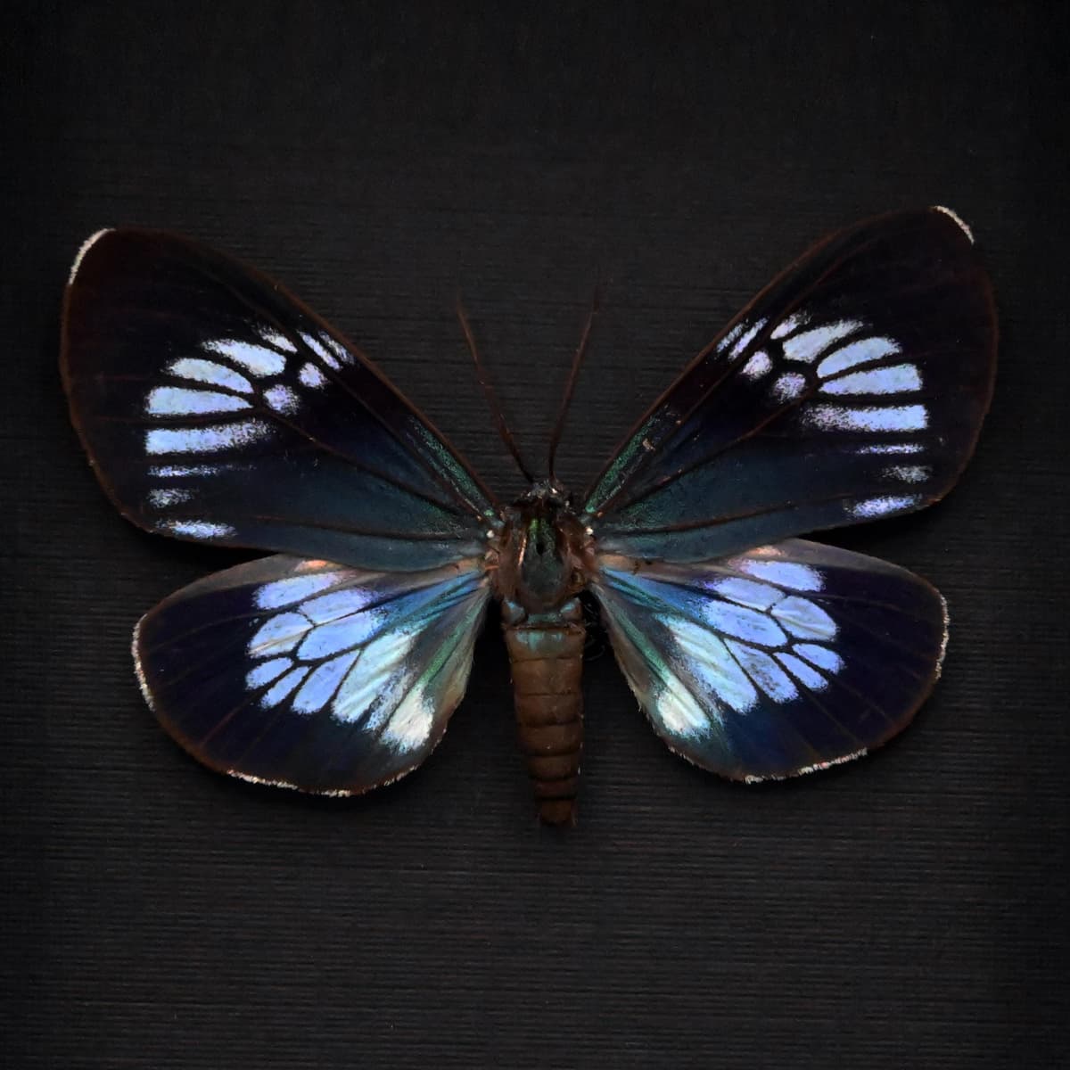 Real metallic blue moth framed taxidermy - Hypocrita confluens - large female