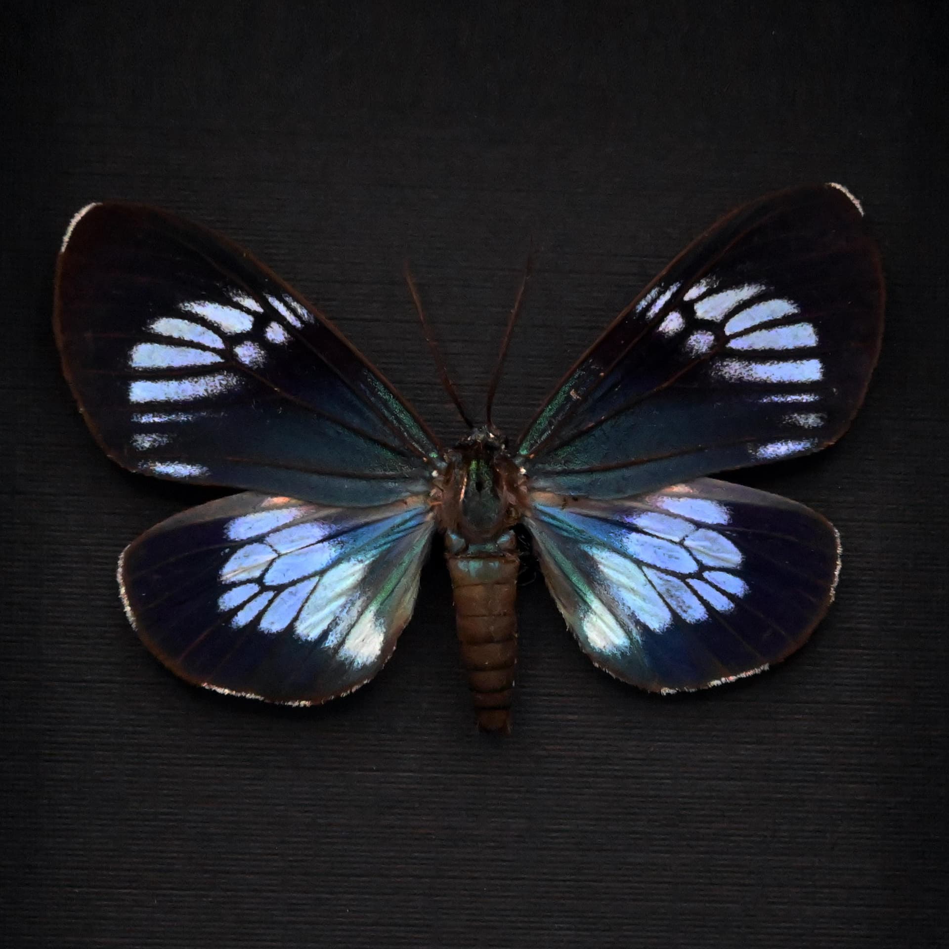 Real metallic blue moth framed taxidermy - Hypocrita confluens - large female