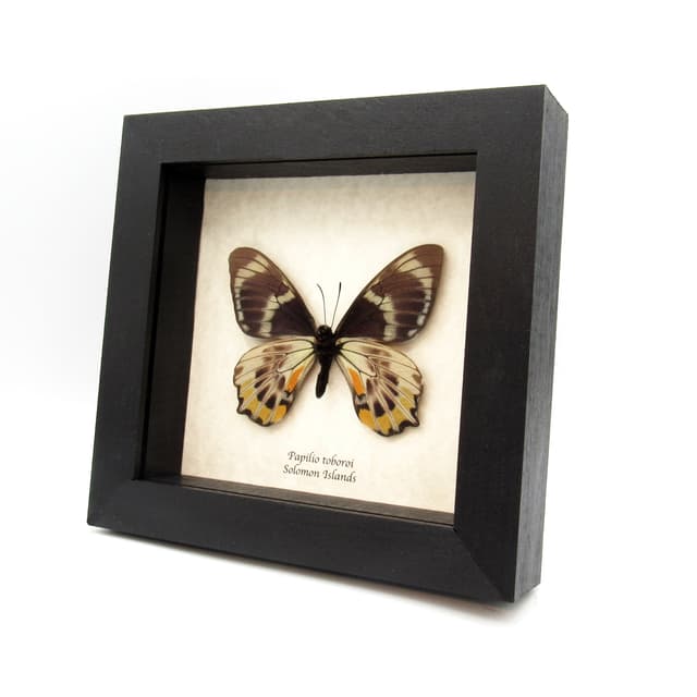 Rare Swallowtail butterfly framed taxidermy - Papilio toboroi