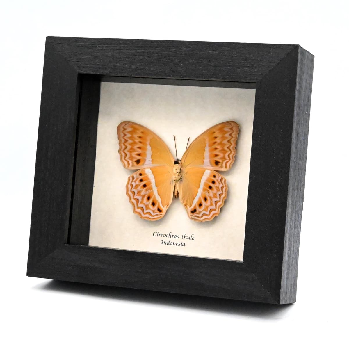 Rare Prismatic butterfly framed taxidermy - Cirrochroa thule