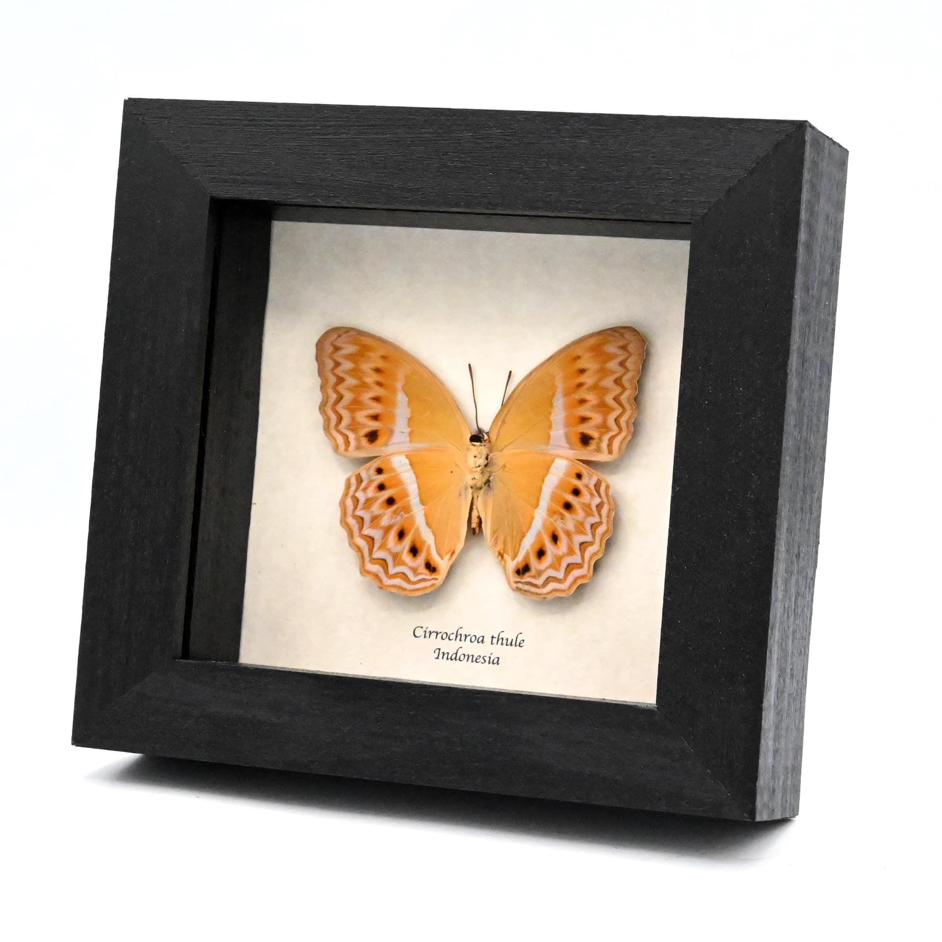 Rare Prismatic butterfly framed taxidermy - Cirrochroa thule