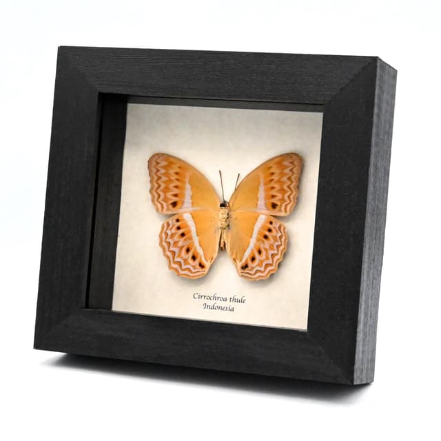 Rare Prismatic butterfly framed taxidermy - Cirrochroa thule