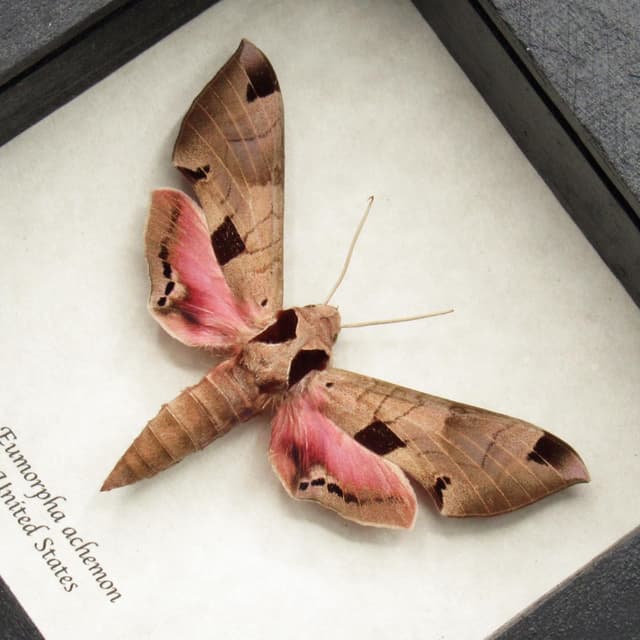 Real pink Achemon Sphinx moth framed - Eumorpha achemon