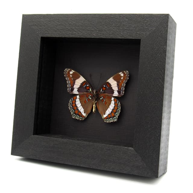 Real White Admiral butterfly framed taxidermy - Limenitis arthemis