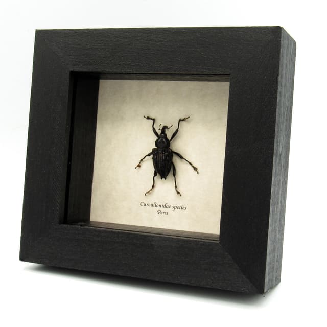 Rare large armored weevil beetle framed specimen - Curculionidae species