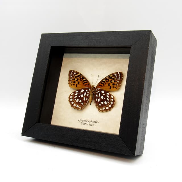 Real Aphrodite Fritillary butterfly framed taxidermy - Speyria aphrodite - female