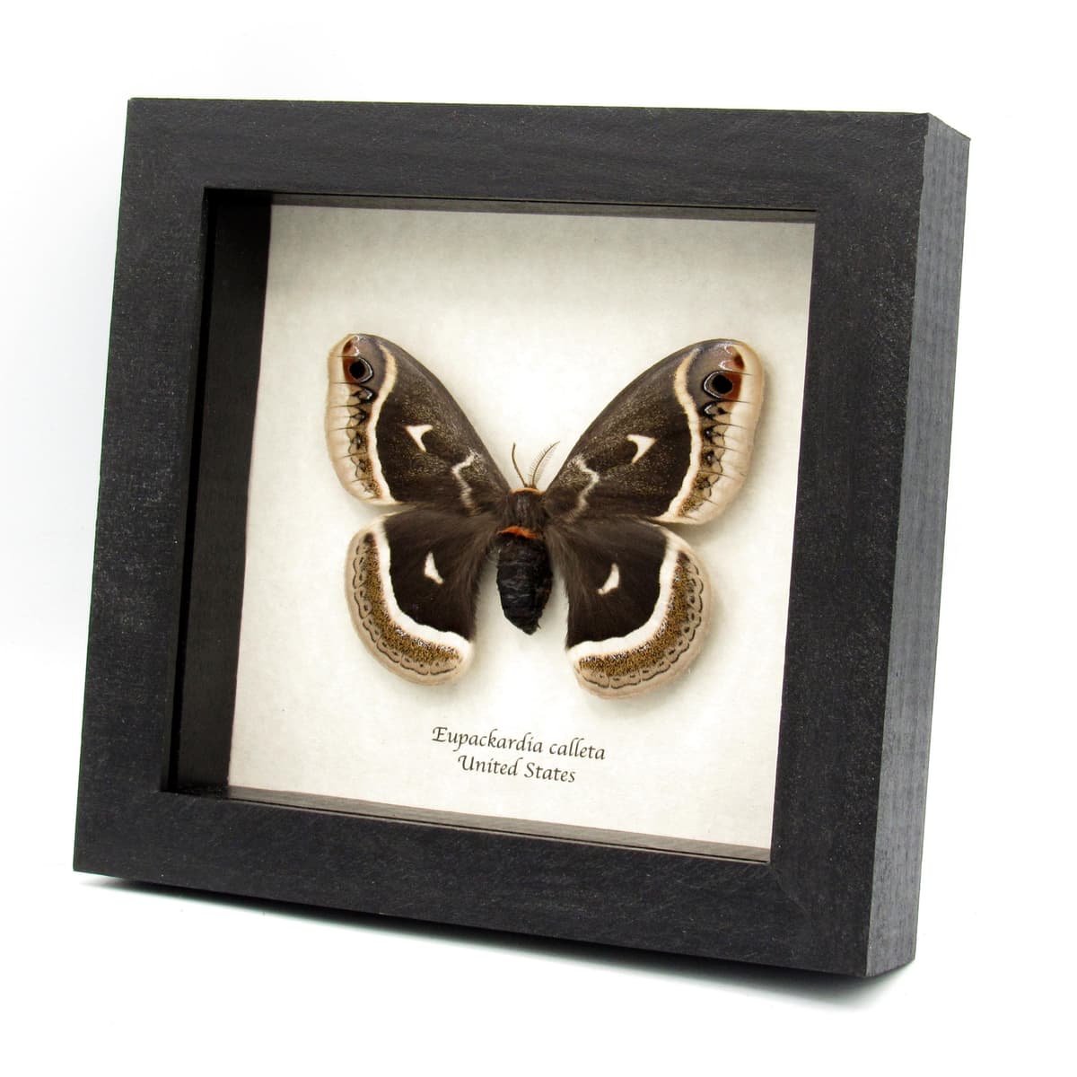 Rare Calleta Silkmoth framed taxidermy - Eupackardia calleta - large female