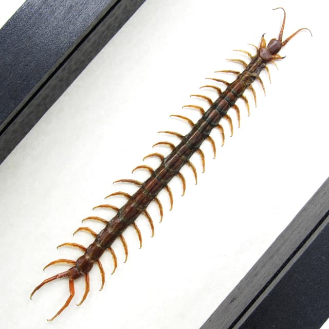 Real Giant Tanzanian Blue Ringleg Centipede framed taxidermy - Scolopendra morsitans
