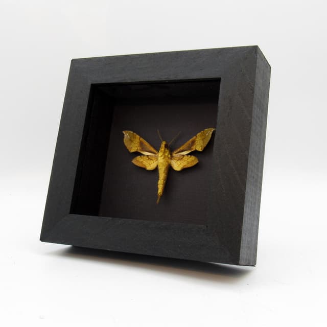 Real gold moth framed taxidermy - Sphingidae species