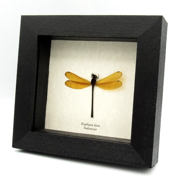 Real Dragonfly framed taxidermy - Euphaea lara