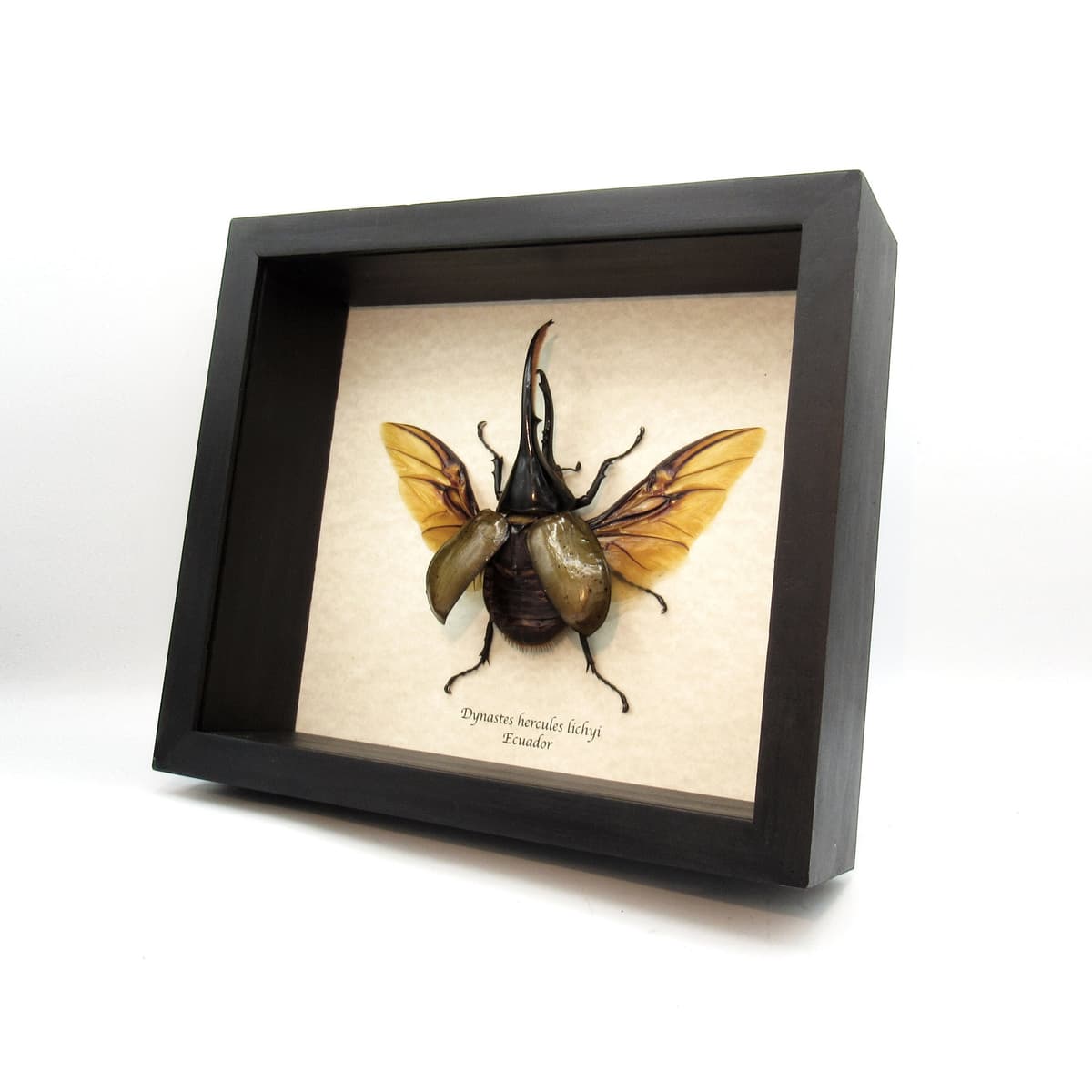 Real XL Hercules Rhinoceros beetle framed - Dynastes hercules lichyi