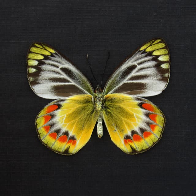 Rare yellow Delias butterfly framed taxidermy - Delias sambawana - female