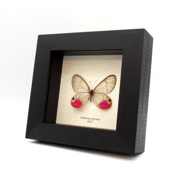 Rare magenta glasswing butterfly framed - Cithaerias pyritosa