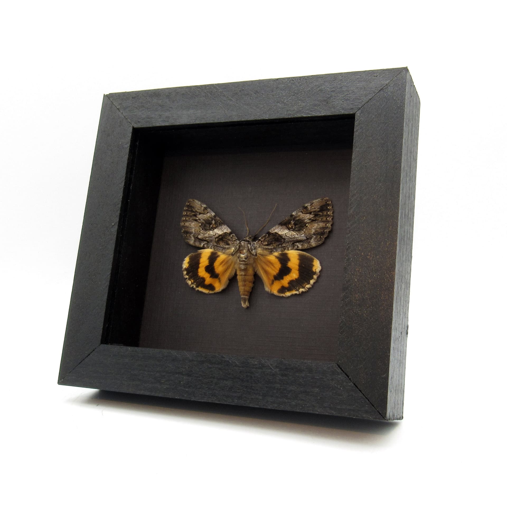 Real yellow bark mimic Catocala Underwing moth framed taxidermy - Catocala species