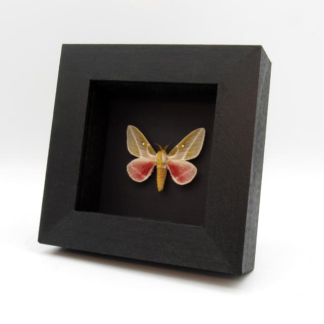 Real moth framed taxidermy - Sphingicampa raspa