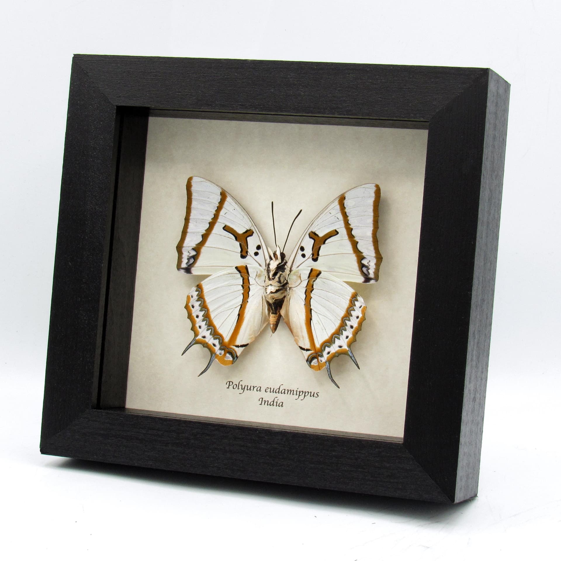 Real XL pearlescent Great Nawab butterfly framed taxidermy - Polyura eudamippus