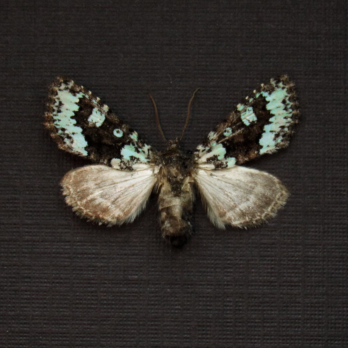 Real tiny green Dart moth framed taxidermy - Lacinipolia viridifera - female
