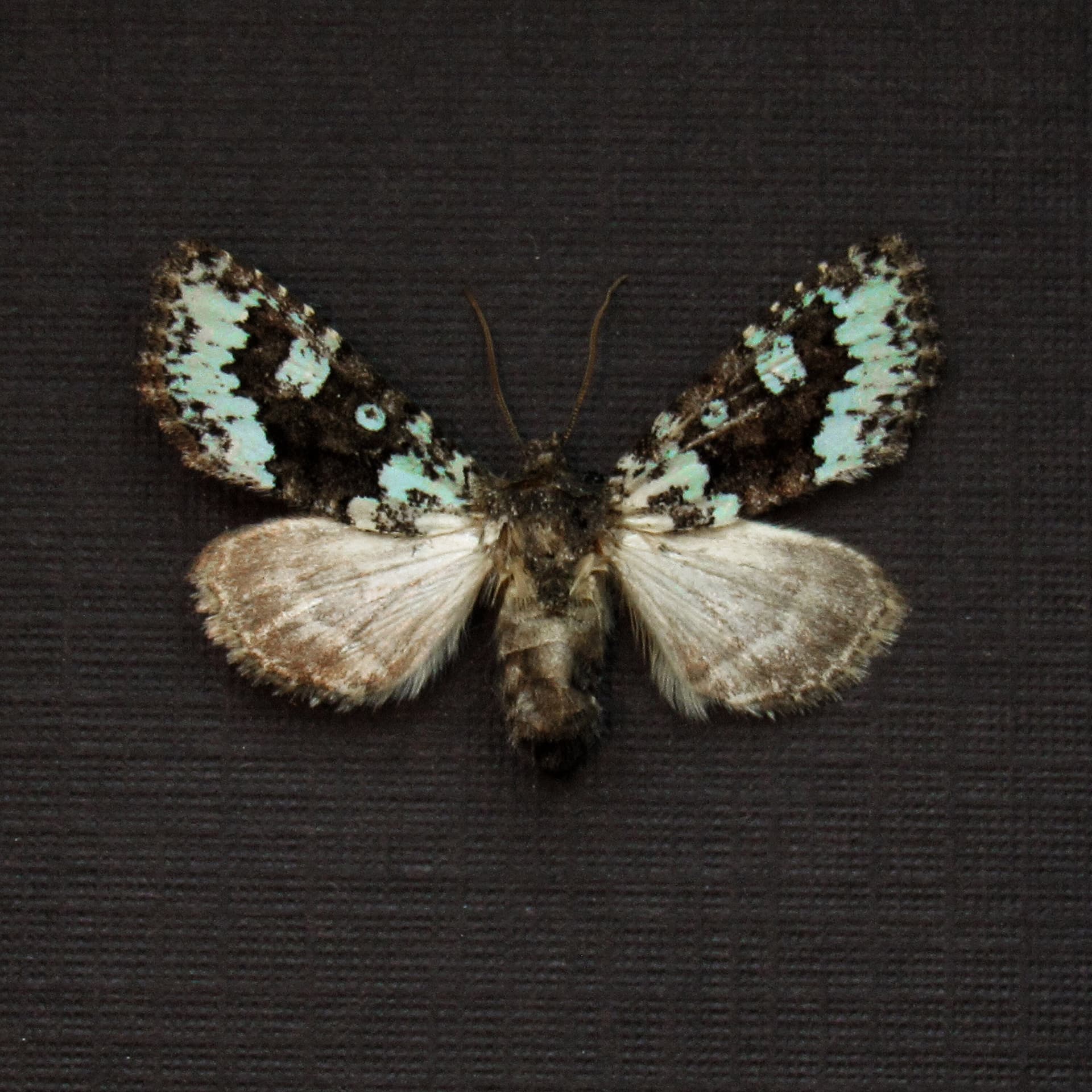 Real tiny green Dart moth framed taxidermy - Lacinipolia viridifera - female