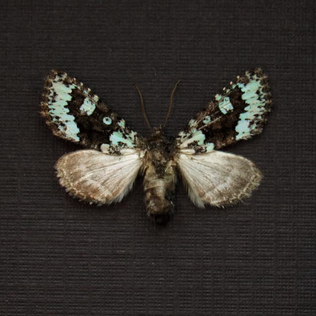 Real tiny green Dart moth framed taxidermy - Lacinipolia viridifera - female