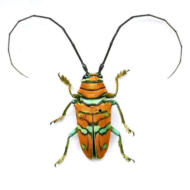 Real framed taxidermy Longhorn beetle - Sternotomis pulchra