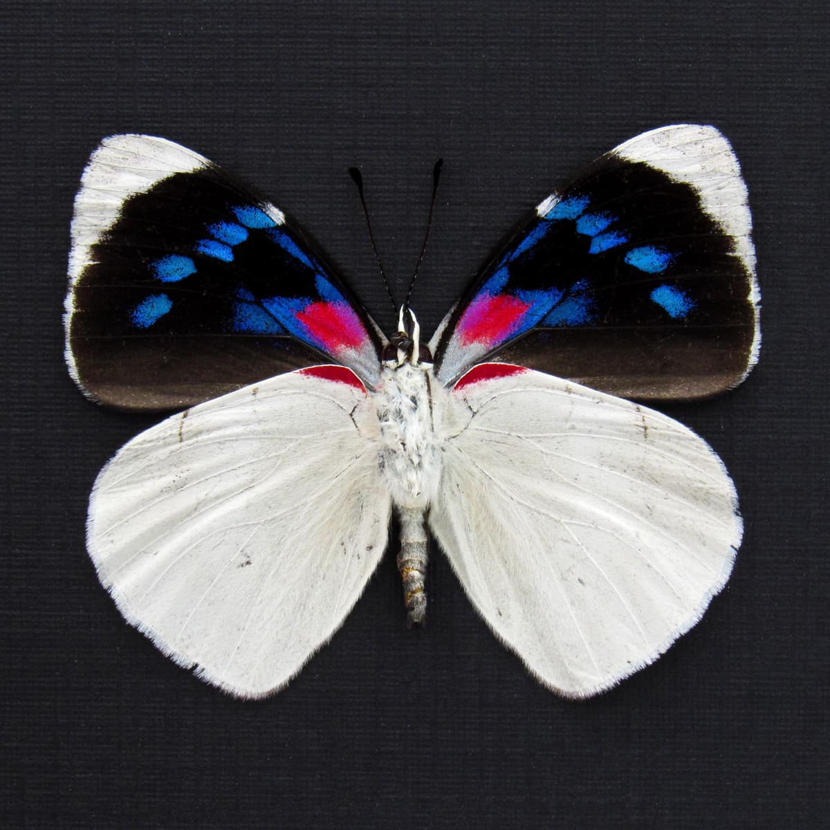 Real framed magenta and white butterfly taxidermy - Perisama bomplandii