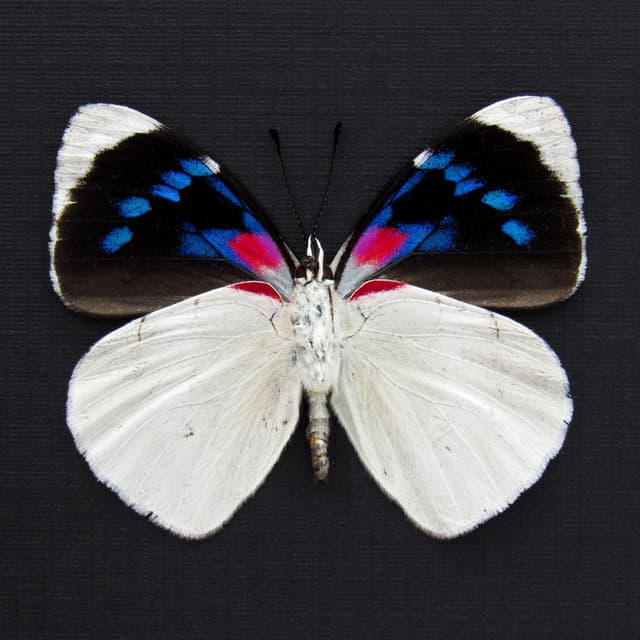 Real framed magenta and white butterfly taxidermy - Perisama bomplandii