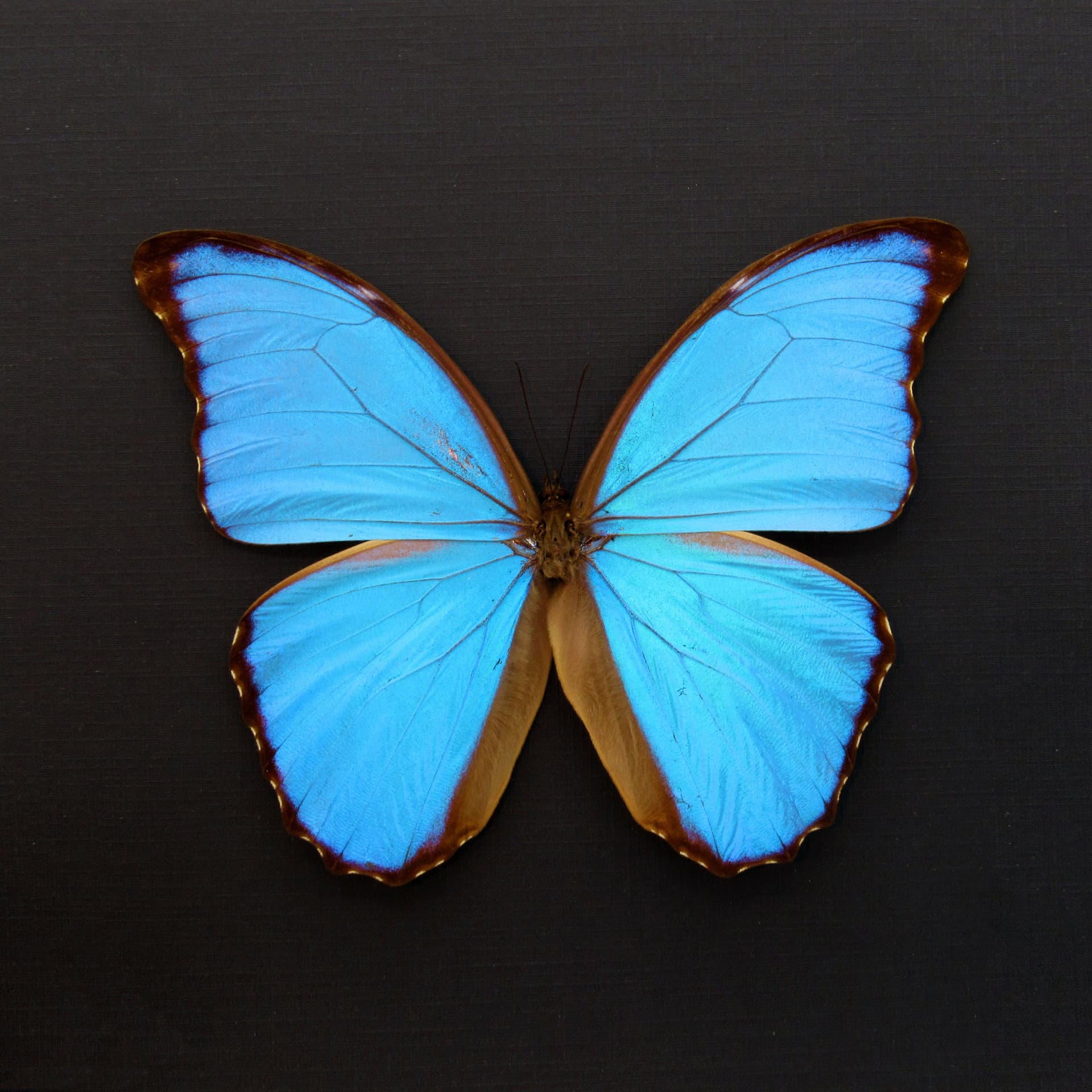 Real XL blue Morpho butterfly framed taxidermy - Morpho didius - 5.8 inch wingspan