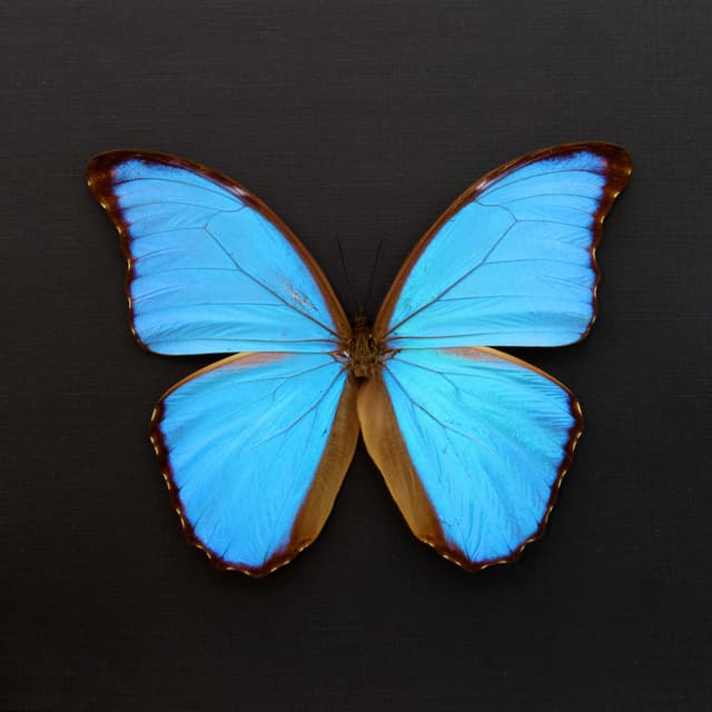 Real XL blue Morpho butterfly framed taxidermy - Morpho didius - 5.8 inch wingspan