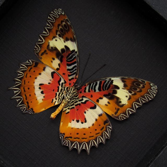 Real red Lacewing butterfly framed taxidermy - Cethosia hypsea