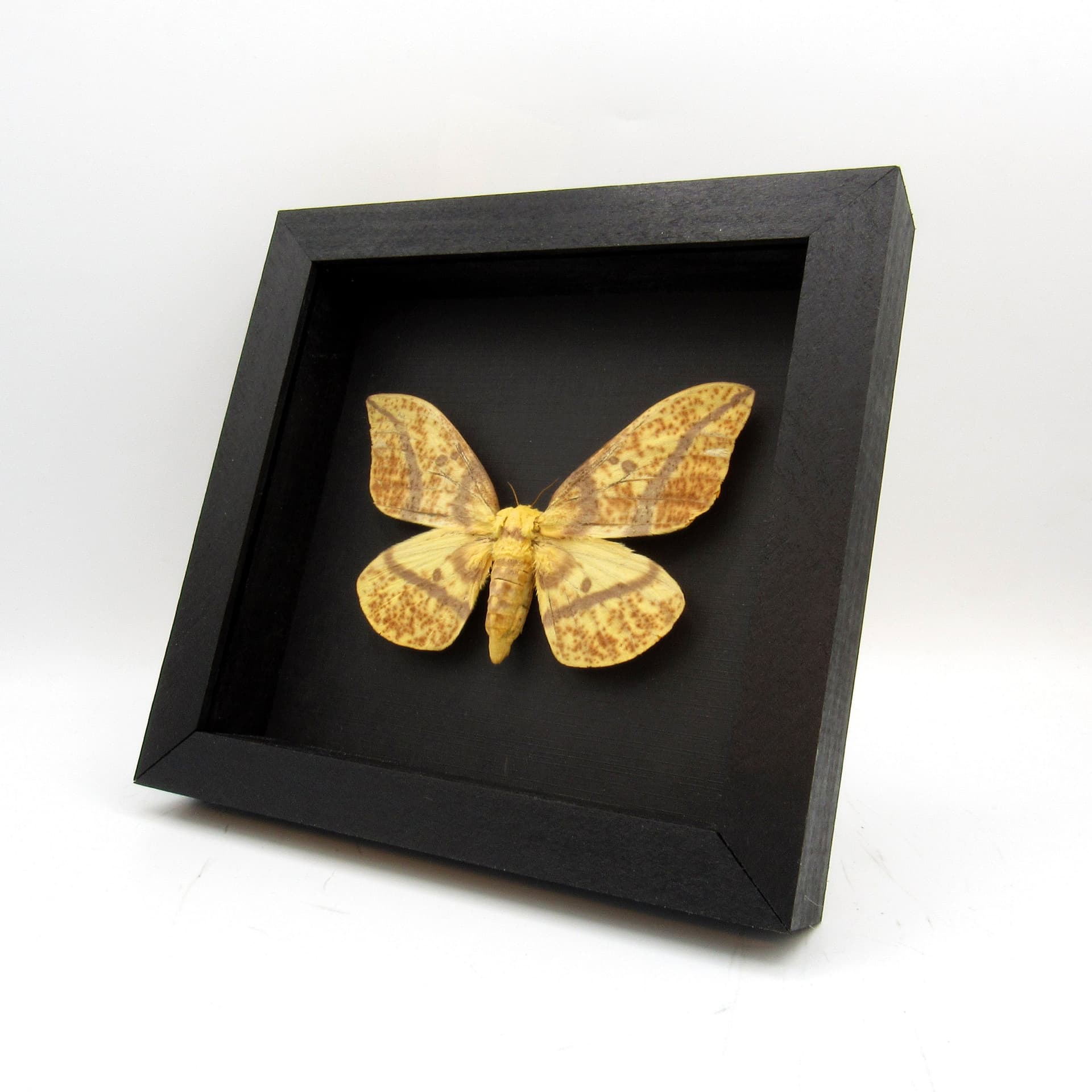 Real XL Imperial moth framed taxidermy - Eacles oslari - female