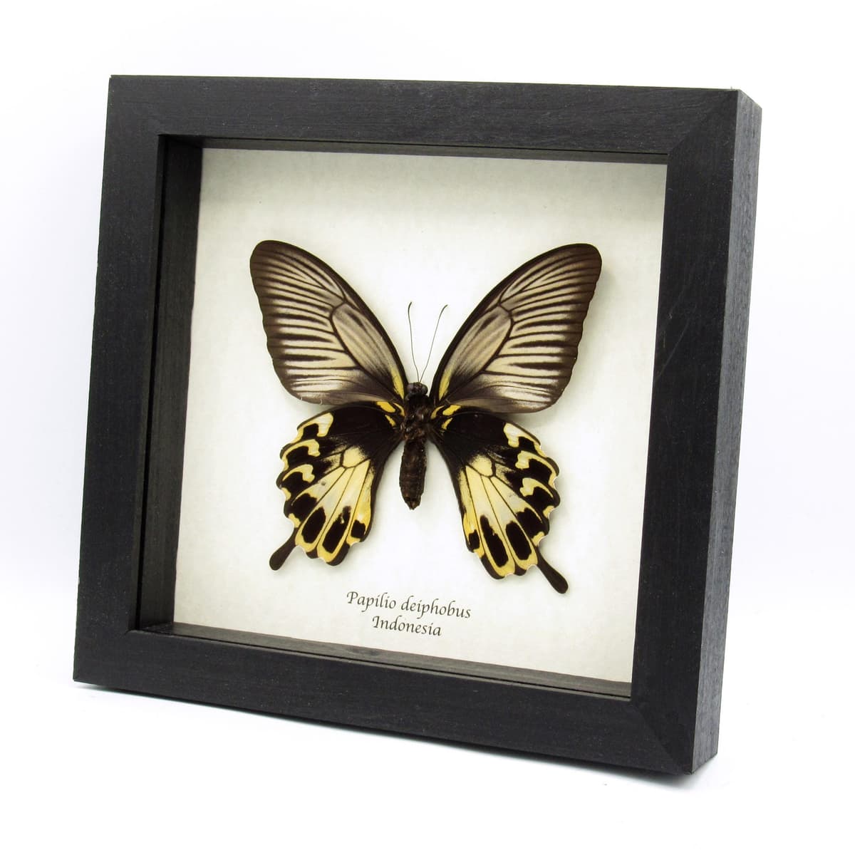 Rare Giant Swallowtail butterfly framed taxidermy - Papilio deiphobus - female