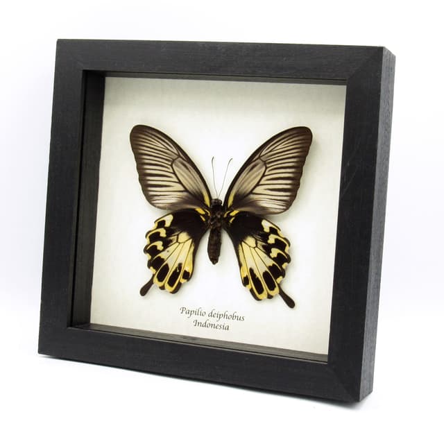 Rare Giant Swallowtail butterfly framed taxidermy - Papilio deiphobus - female