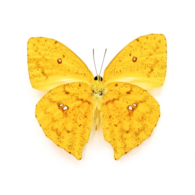 Real yellow Sulphur butterfly framed taxidermy - Phoebis rurina
